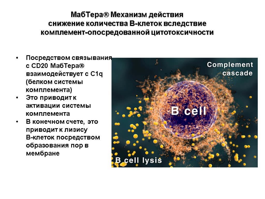 МабТера Механизм действия снижение количества В-клеток вследствие комплемент-опосредованной цитотоксичности Посредством связывания с CD20 МабТера